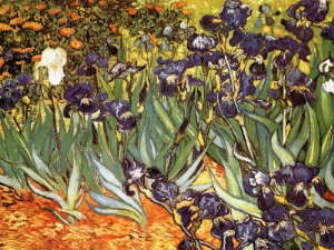 Irises, Saint Remy, c.1889