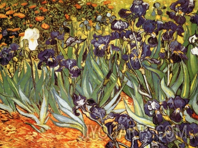 Irises, Saint Remy, c.1889