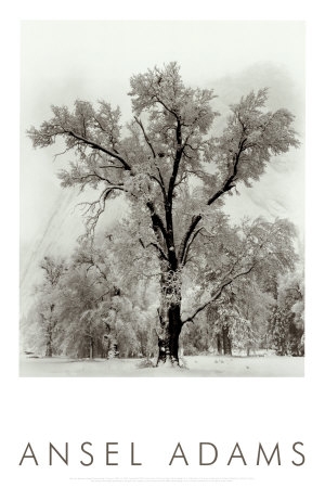 ansel adams oak tree snowstorm yosemite national park 1948