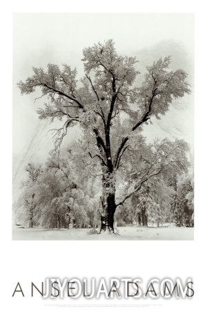 ansel adams oak tree snowstorm yosemite national park 1948