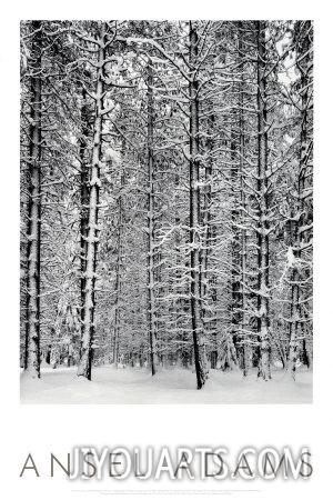 ansel adams pine forest in snow yosemite national park 1932