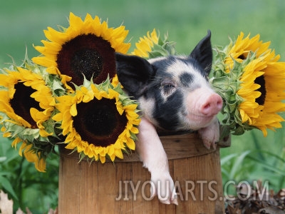 lynn m stone mixed breed piglet in basket with sunflowers usa