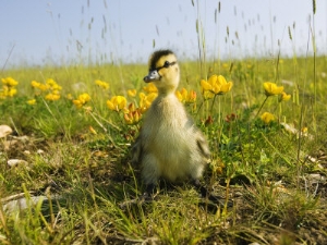 mike powles mallard duckling in wildflower meadow uk