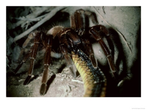 nick gordon tarantula eating snake venezuela