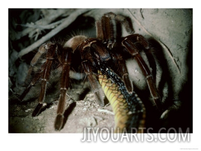 nick gordon tarantula eating snake venezuela