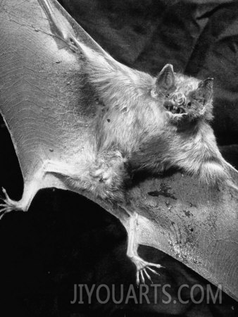 j r eyerman rabid male vampire bat