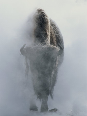norbert rosing ghostly bison in steam during winter yellowstone national park