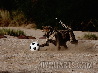 chris johns a domesticated african cheetah shows its natural speed while playing with a soccer ball