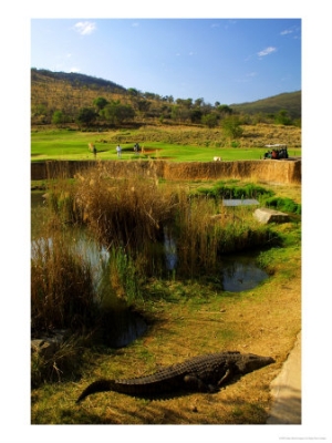 roger de la harpe crocodile at the 13th hole of the lost city golf course sun city south africa