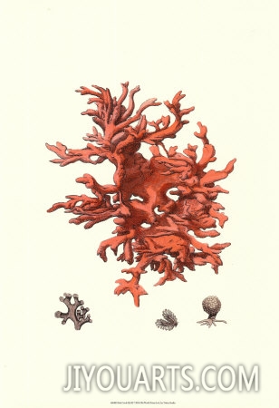 red coral iii
