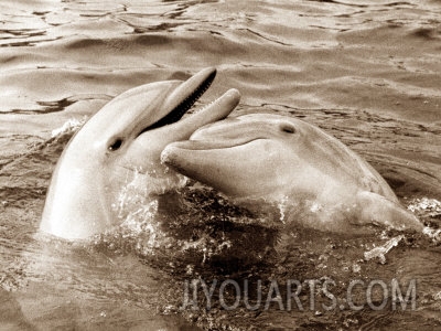 dolphin friendship