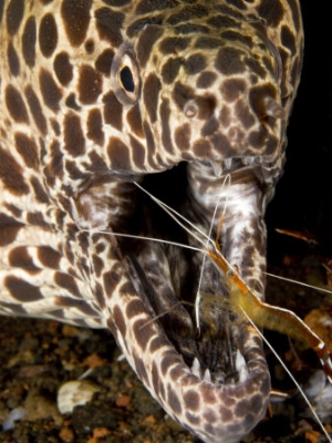 tim laman cleaner shrimp cleaning parasites from a moray eels mouth bali indonesia