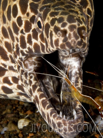 tim laman cleaner shrimp cleaning parasites from a moray eels mouth bali indonesia