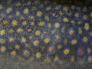 bill curtsinger close up of a brook trout