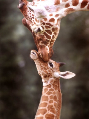 a three week old baby giraffe with its mother at whipsnade zoo