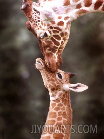 a three week old baby giraffe with its mother at whipsnade zoo