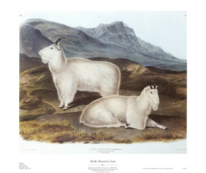 john james audubon rocky mountain goat