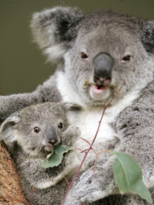 an 8 month old koala joey