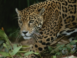 a close view of a captive jaguar panthera onca