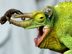 a newly born jacksons chameleon rests on its dads horns