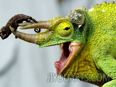 a newly born jacksons chameleon rests on its dads horns