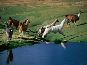 aaron mccoy llamas leaping over spring fed water volcan isluga national park chile