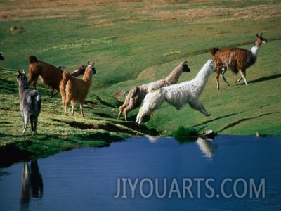 aaron mccoy llamas leaping over spring fed water volcan isluga national park chile