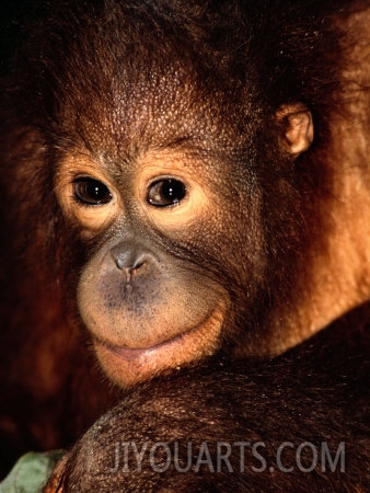 a portrait of a juvenile orangutan