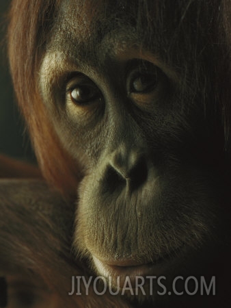 michael nichols female orangutan