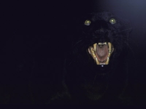 john dominis dramatic of black panther camouflaged by darkness with eyes and open mouth visible