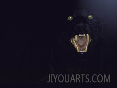 john dominis dramatic of black panther camouflaged by darkness with eyes and open mouth visible
