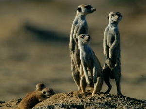 chris johns suricates stand alert to danger with their young at their feet