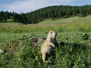 raymond gehman black tailed prairie dog by its burrow