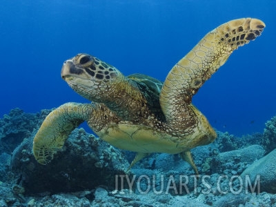 david b fleetham green sea turtle sipidan malaysia