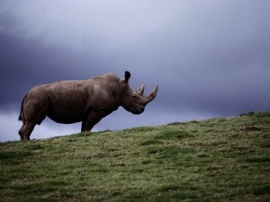 michael nichols northern white rhinoceros