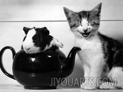pinkie the guinea pig and perky the kitten tottenahm london september 1978