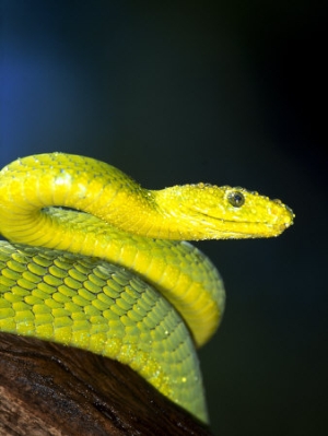 lynn m stone e african mamba dendoaspis angusticeps