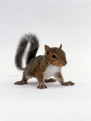 jane burton baby grey squirrel portrait