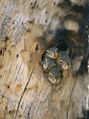 michael s quinton young squirrels peering out of a nest once used by a northern flicker