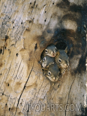 michael s quinton young squirrels peering out of a nest once used by a northern flicker