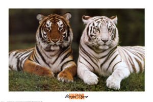 konrad wothe bengal tigers