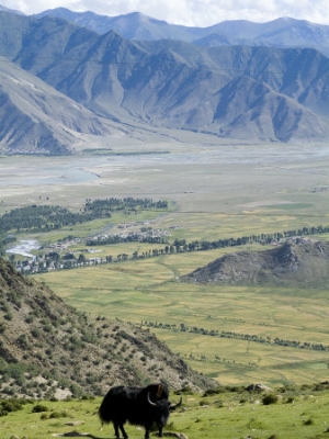 ethel davies yak ganden monastery near lhasa tibet china