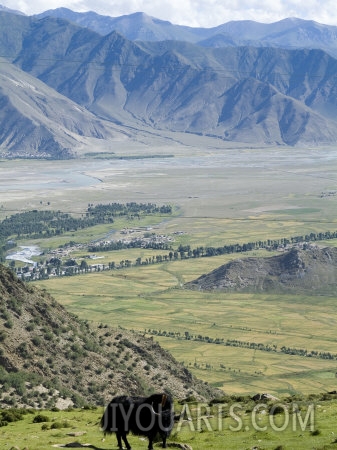 ethel davies yak ganden monastery near lhasa tibet china