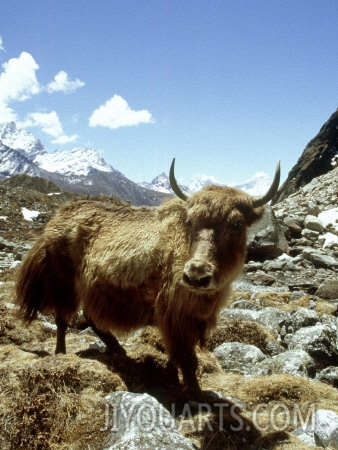 paul franklin domestic yak khumbu everest region nepal