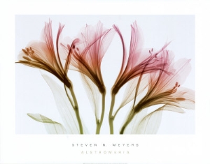 steven n meyers alstromeria