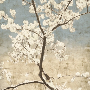 john seba cherry blossoms i