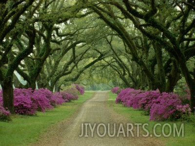 sam abell a beautiful pathway lined with trees and purple azaleas