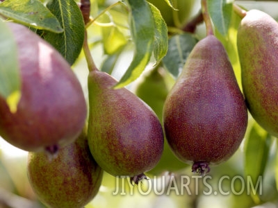 susie mccaffrey pear pyrus glou morceau close up of purple fruits growing on the tree