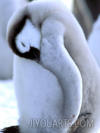 pete oxford emperor penguins atka bay weddell sea antarctic peninsula antarctica