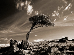 john glembin bristle cone pine tree mt evans co